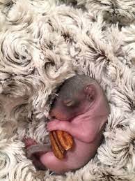 A Man Found A Baby Squirrel On His Bed And The Pics Of It Growing Up Will Make Your Day Baby Squirrel Squirrel Animal Tatoos