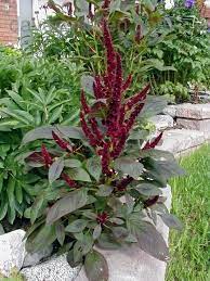 Amaranthus Hypochondriacus L