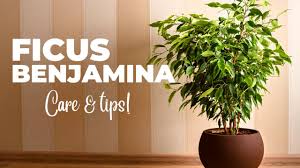 Image result for Ficus benjamina