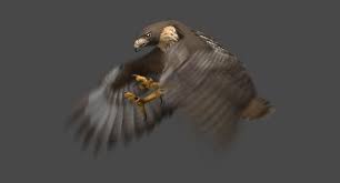 Red Tailed Hawk 3d Model Animated In 2020 Red Tailed Hawk 3d Model Animation