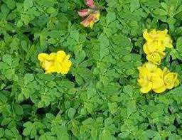 Image result for Lotus corniculatus