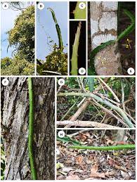 A cactus (plural cacti, cactuses, or less commonly, cactus) is a member of the plant family cactaceae, a family comprising about 127 genera with some 1750 known species of the order. Frontiers Mechanical Innovations Of A Climbing Cactus Functional Insights For A New Generation Of Growing Robots Robotics And Ai