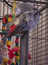 One of the best things about having an African Gray is that even when I  feel disparic, and even though disparic is not a word, my bird friend can  make me smile,
