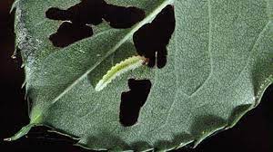 Adults chew holes in flower buds, flower petals and on foliage between the veins, giving the leaves a lacelike, skeletonized appearance. Why Rose Leaves Are Damaged And Look Like Skeletons San Luis Obispo Tribune
