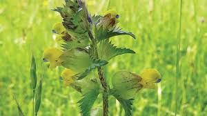 Image result for Orobanchaceae