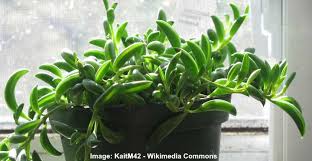 Do bananas grow in bunches? String Of Bananas Plant Succulent Care And Growing Guide
