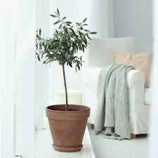 Koroneiki Greek Olive Tree Fruit Trees Indoor Fruit Trees Avocado Plant