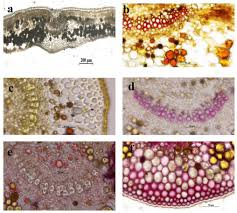 Image result for Secamone africana