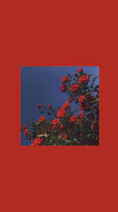 Red And Green Flowers Without A White Outline And A Red Background Rarezzy P S I Would Appreciate It If You Guys Followed Me Rainbow aesthetic aesthetic colors white aesthetic aesthetic food aesthetic pictures dark red red and white pink cups rouge. red and green flowers without a white