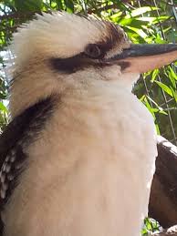 Kukaburra Australian Animals Wildlife Nature Animals