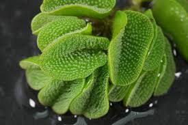 Image result for Salviniaceae