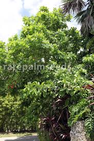 Image result for Blighia