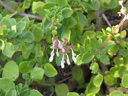 Image result for Aeollanthus repens