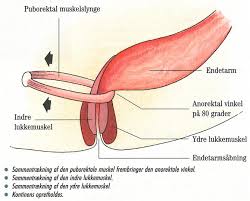 Want to discover art related to endetarmen? Regulering Af Tarmfunktionen Ved Obstipation Diare Og Afforingsinkontinens Sygeplejersken Dsr Sygeplejersken 2000 Nr 5