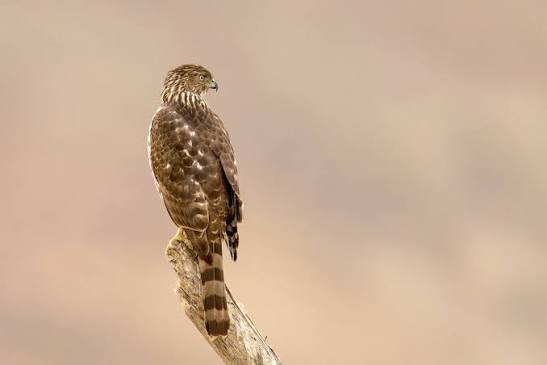 Cooper's Hawk — Eastside Audubon Society