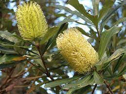 Coastal Banksia Integrifolia Coastal Gardens Plant Life Coast