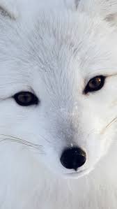 Artic Fox White Animal Cute Iphone 5s Wallpaper Download Iphone Wallpapers Ipad Wallpapers One Stop Download Cute Animals Animals Animals Beautiful