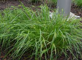 Image result for Carex brassii