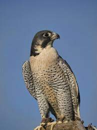 In hindi, bird(s) are called पक्षी (pakshi). Duck Hawk Definition And Meaning Collins English Dictionary