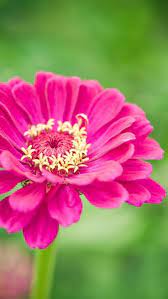 Pin By Sandy Stich On N Flippin For Flowers And Beautiful Plants Flowers Zinnias Zinnia Flowers