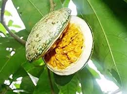 Image result for Voacanga