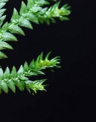 Image result for Selaginella goudotiana