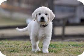 Family raised with lots of attention and loving care and will make a great companion for years. Molly Summer Brook