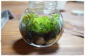 100均グッズでok おしゃれな苔テラリウムの作り方 苔ログ 苔テラリウムの世界 多肉植物のテラリウム 苔テラリウム 苔