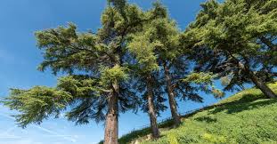 Now You're Talking! Performance Conversations