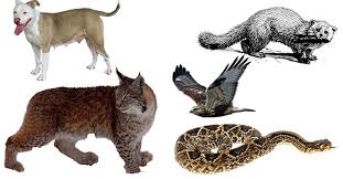 Many animals will scavenge if they have the chance, even though carrion is not their preferred food source. 5 Natural Predators Of The Rat Automatic Trap Company Automatic Trap Company