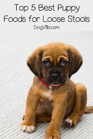 What Puppy Food Is Best For Diarrhea Dogvills