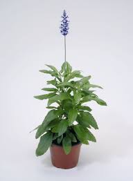 Image result for Salvia farinacea