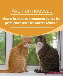 Avoir Un Nouveau Chat A La Maison Comment Eviter Les Problemes Avec Les Autres Felins My Animals Chat Felin Chats Et Chatons