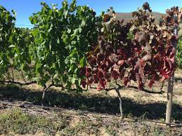 Image result for Grapevine leafroll virus
