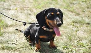Home of the original dachramp! Dachshund Dog Breed Info The Sausage Dog The Dogs Journal