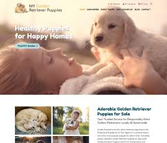 No name adorable golden retriever puppies looking for new home. Web Design Millersburg My Golden Retriever Puppies