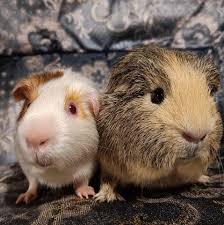 Profile for Chris' guinea pigs