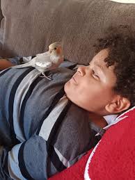 Lost pet bird Pikachu in Massillon area