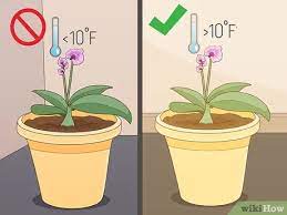 Plants are hardier than you realize. How To Revive An Orchid Plant 9 Steps With Pictures Wikihow