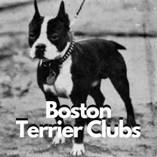 Simply the best bostons for your family. Boston Terrier Clubs In The United States Around The World Boston Terrier Society