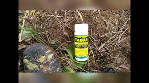 Bulu perindu rumput bujang, bahan dasar pembuatan minyak bulu perindu. Herbisida Rumput Daun Sempit Pengertian Gulma Jenis Dan Contoh