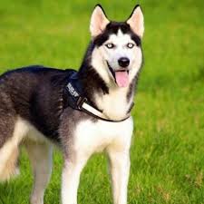 We did not find results for: Siberian Husky