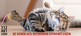 Acil Veteriner 7 24 Dorukgiller