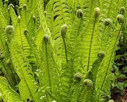 Image result for Pteridium aquilinum