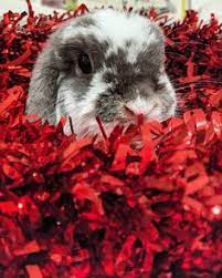 1955 Beste Afbeeldingen Van Fluffy Bunnies In 2019 - Konijn Dieren En Schattig