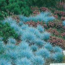 Festuca Glauca Elijah Blue Blue Fescue Grasses Garden Ornamental Grasses