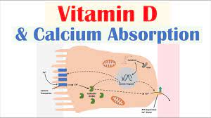 Vitamin D And Calcium Absorption Biochemistry Lesson Youtube