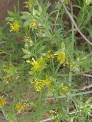 Image result for Vahliaceae