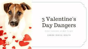 Places near bradenton, fl with all pets mobile clinic. 3 Valentine S Day Dangers To Your Pets River Landings Animal Clinic In Bradenton Florida