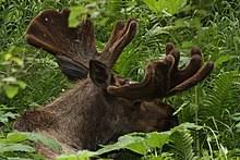 We did not find results for: Moose Wikipedia